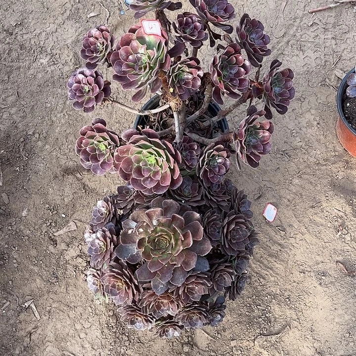 627多肉植物组合，