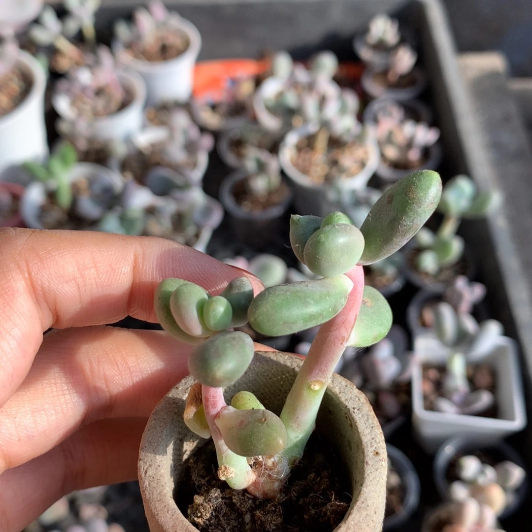 芒果奶嚯哈哈哈哈哈