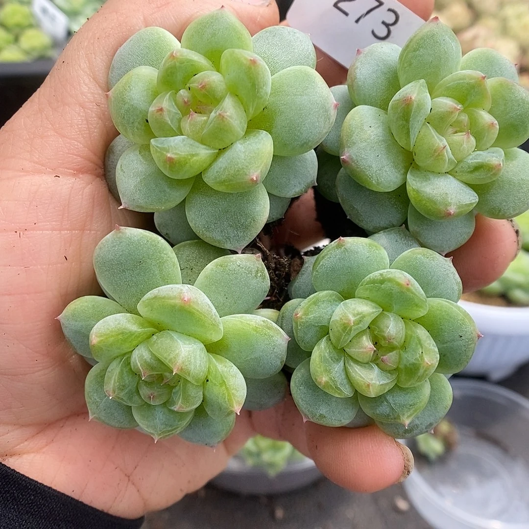 一物一拍一物一拍911-273