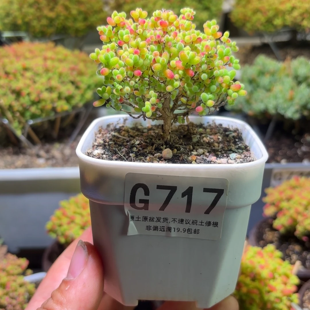 w***.枝干番杏密橘糖球G717