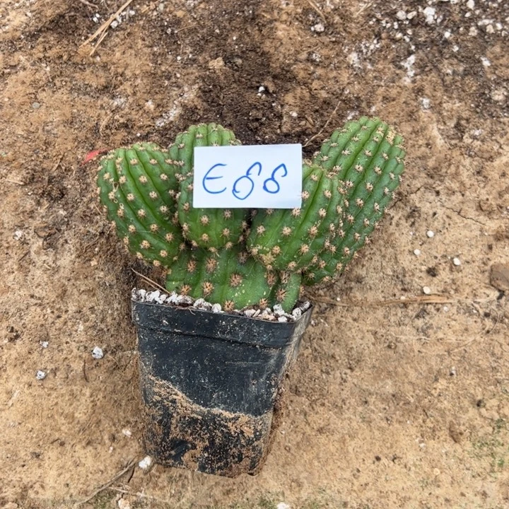 季***末E66金妞紫罗兰一颗30