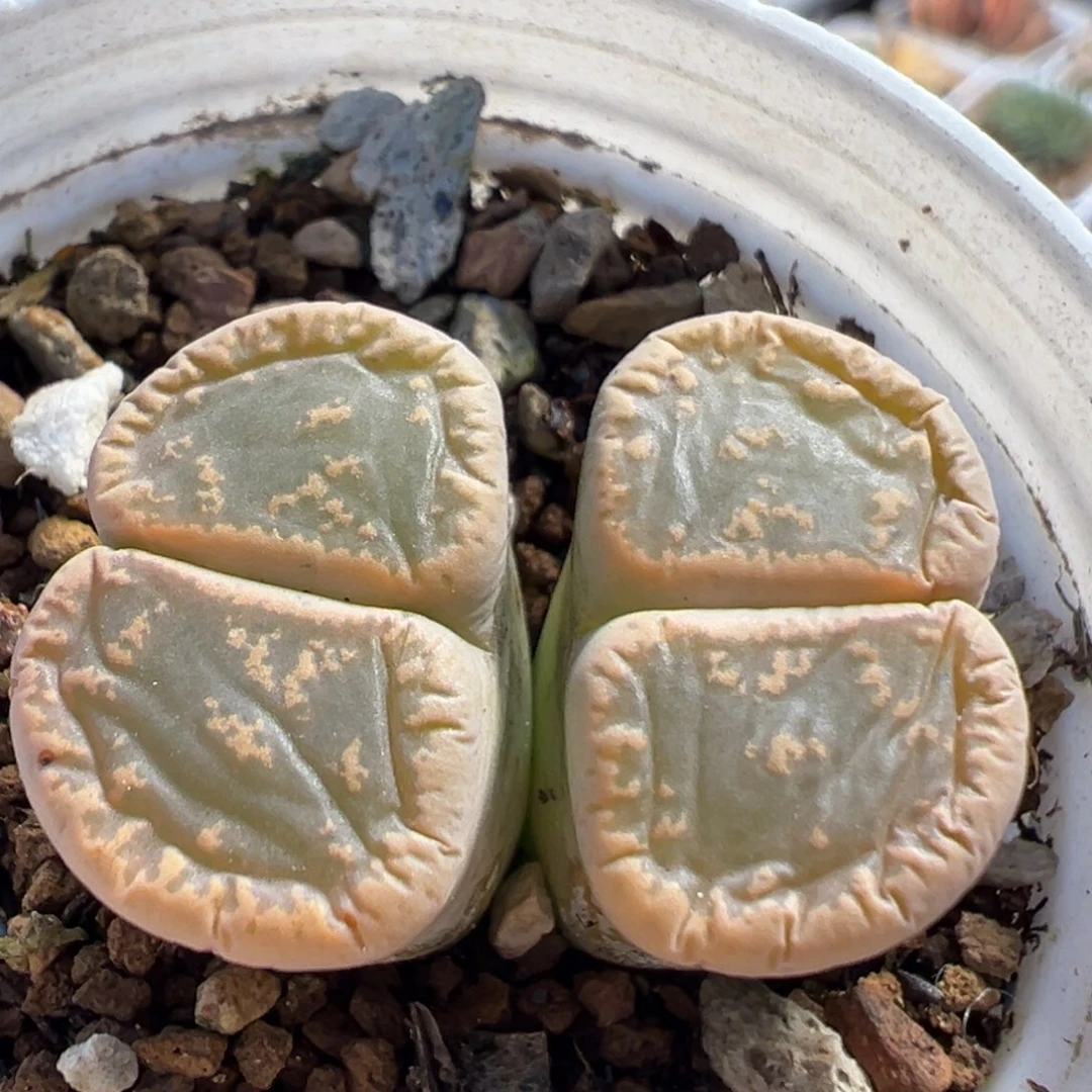 85多肉植物百科植物