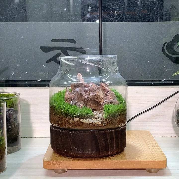 无花朵苔藓微景观