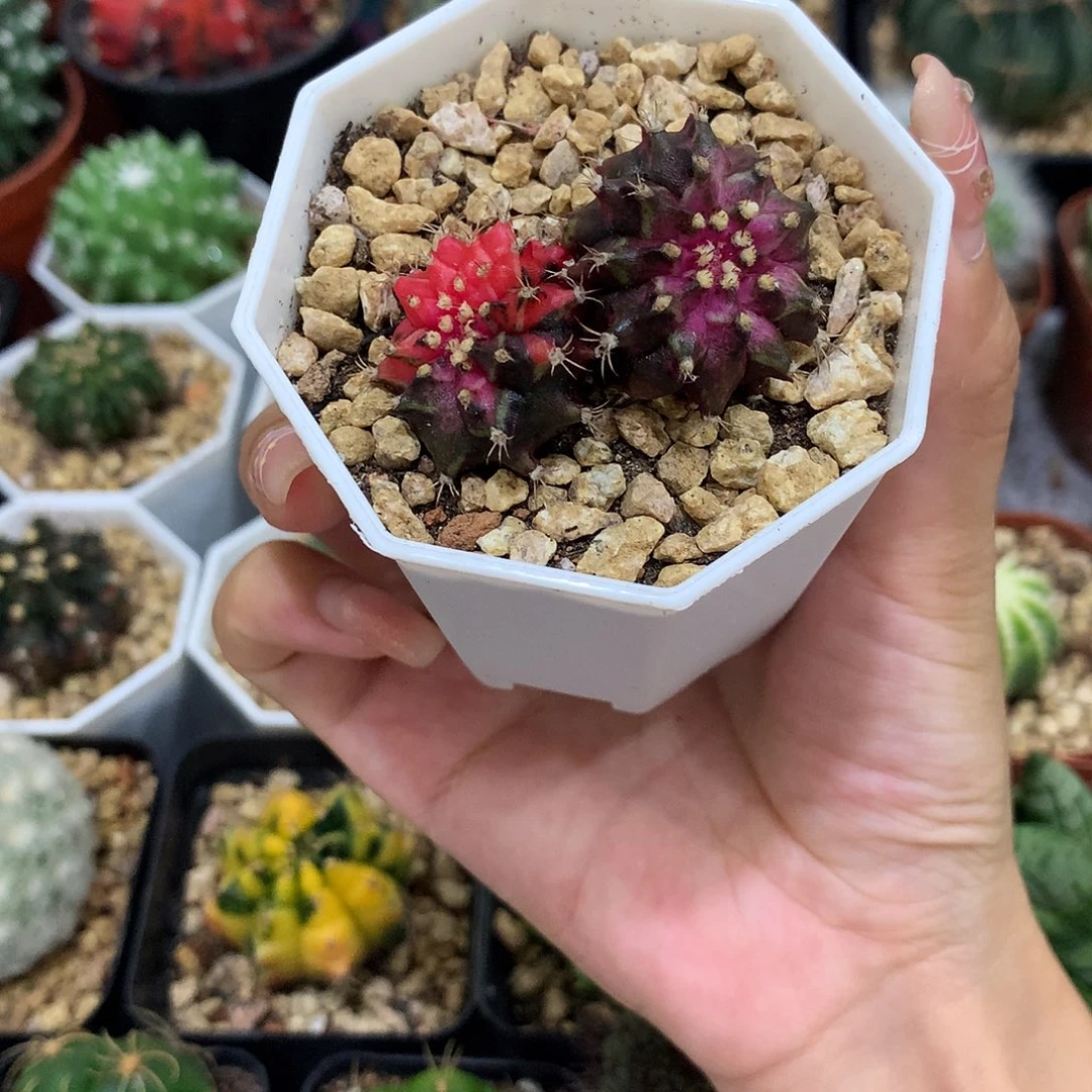 当前无花栽培后可以开花实生根海神
