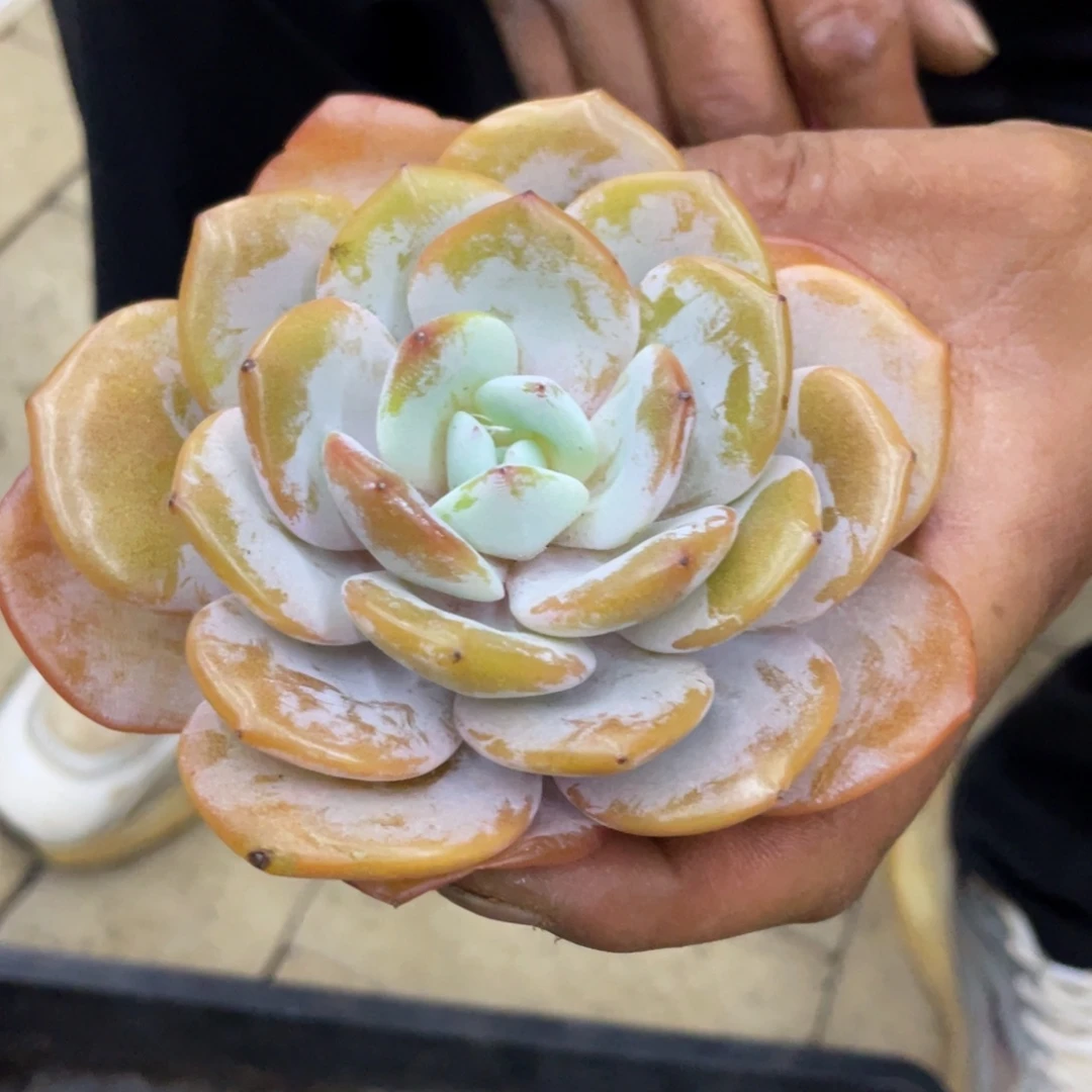 姐姐说她真的有男朋友没
