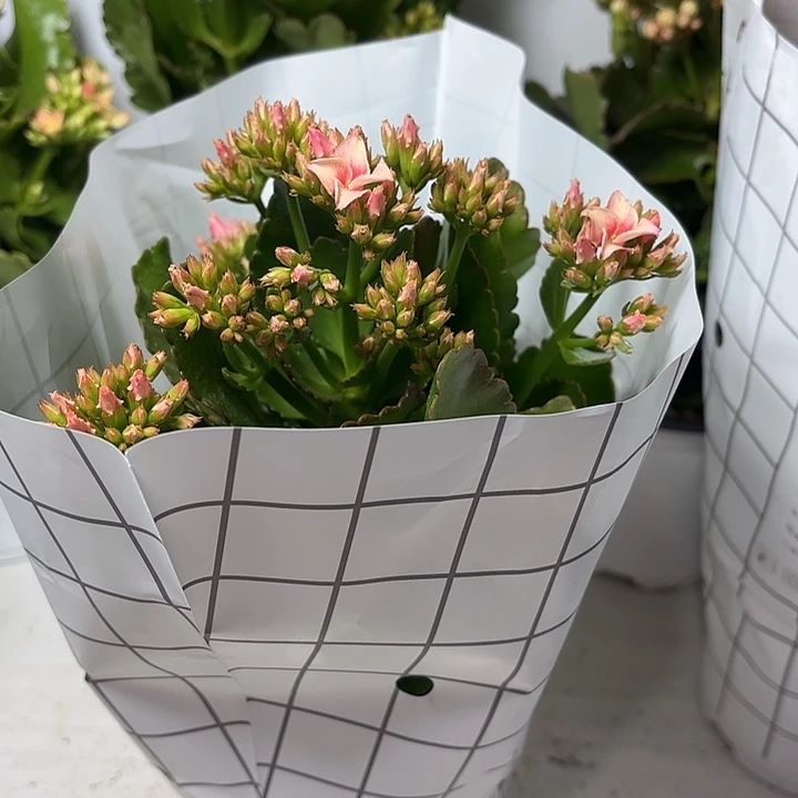 完全开放666666666