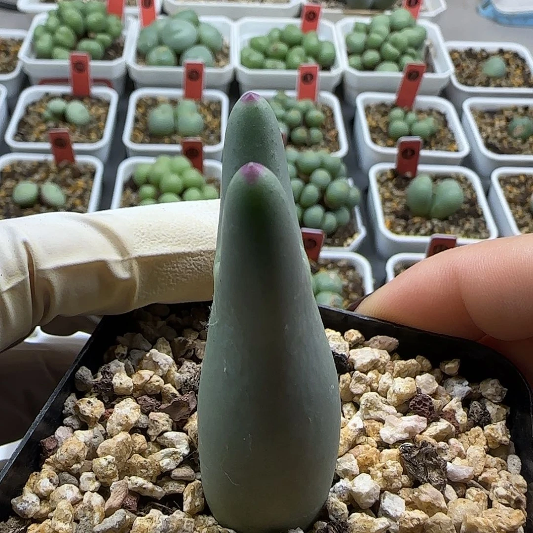 11-21-4-2当天满38包邮大型毛胖子皮卡丘脱土