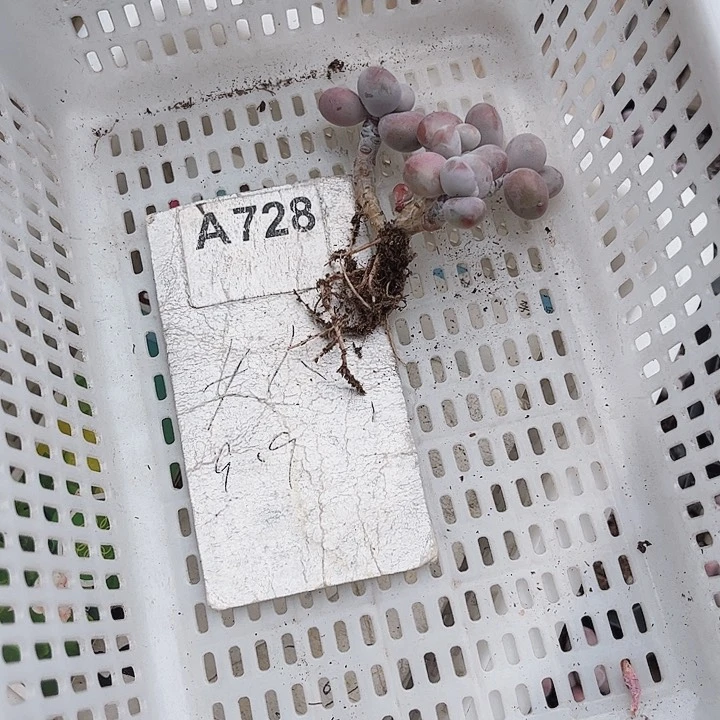 小**语728密密麻麻密密麻麻