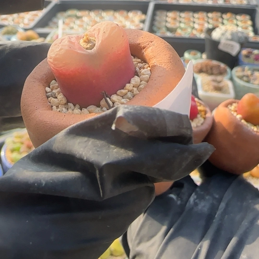 鼠***鼠1746--一物一拍 带盆