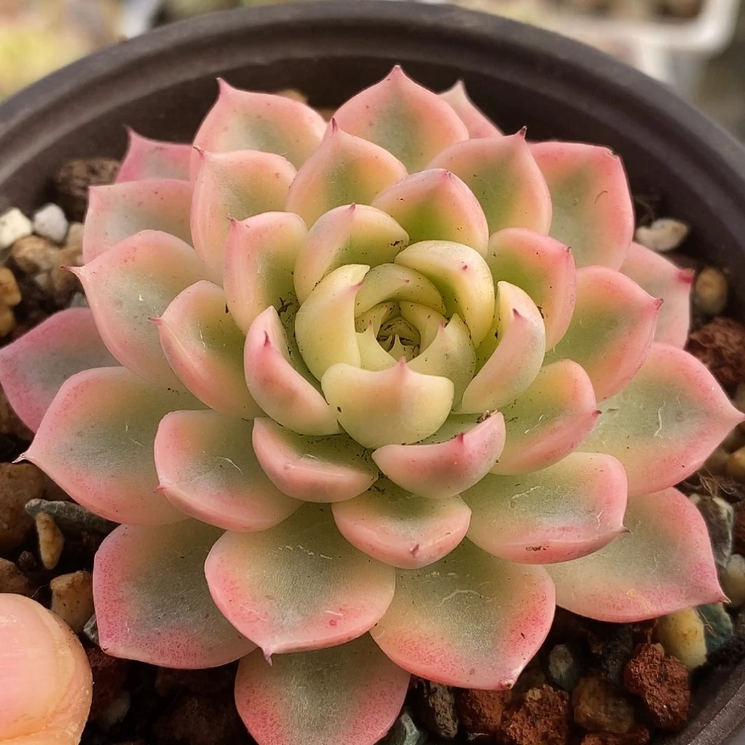 288纱罗姬杂头盖哈哈哈哈