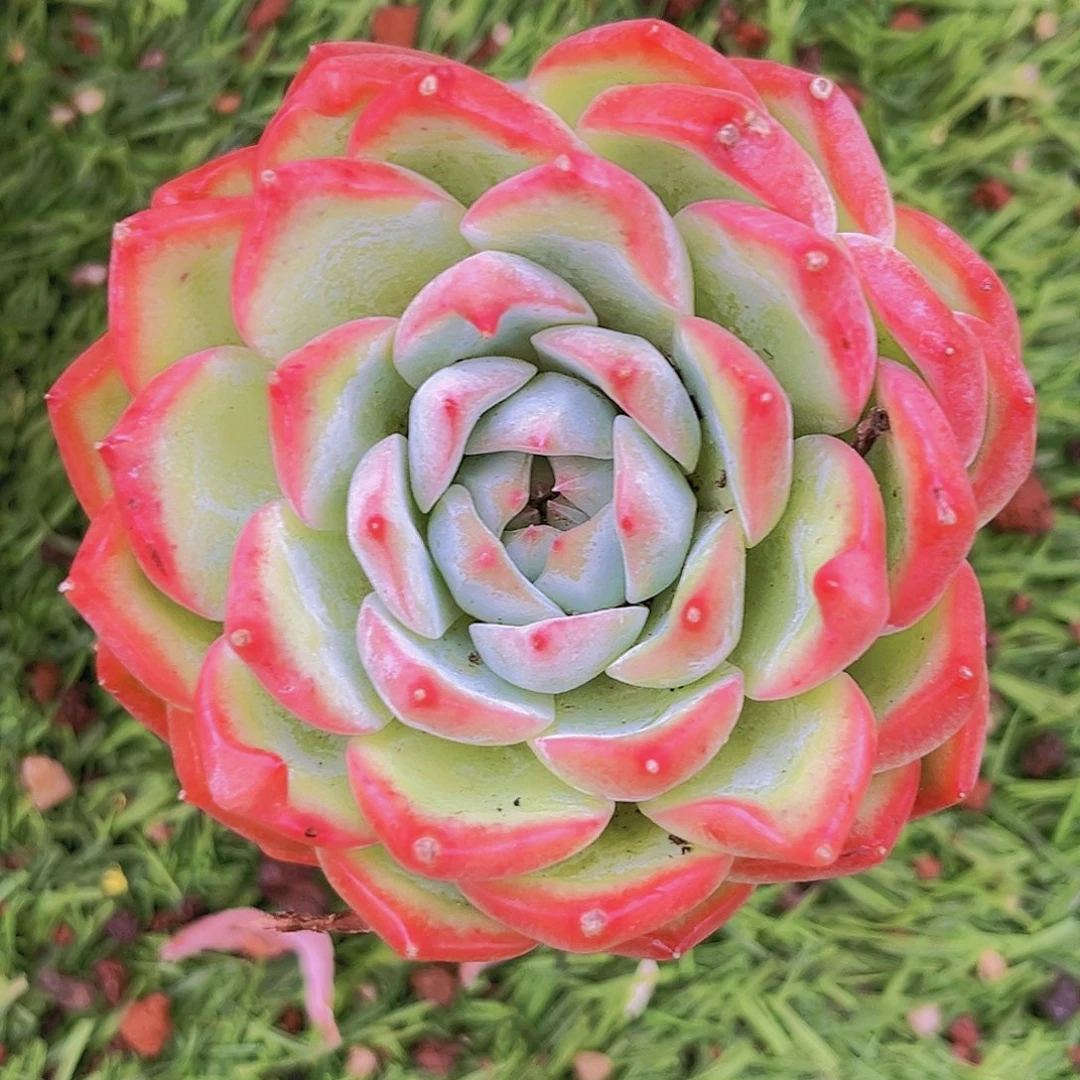 50号88888999988999998