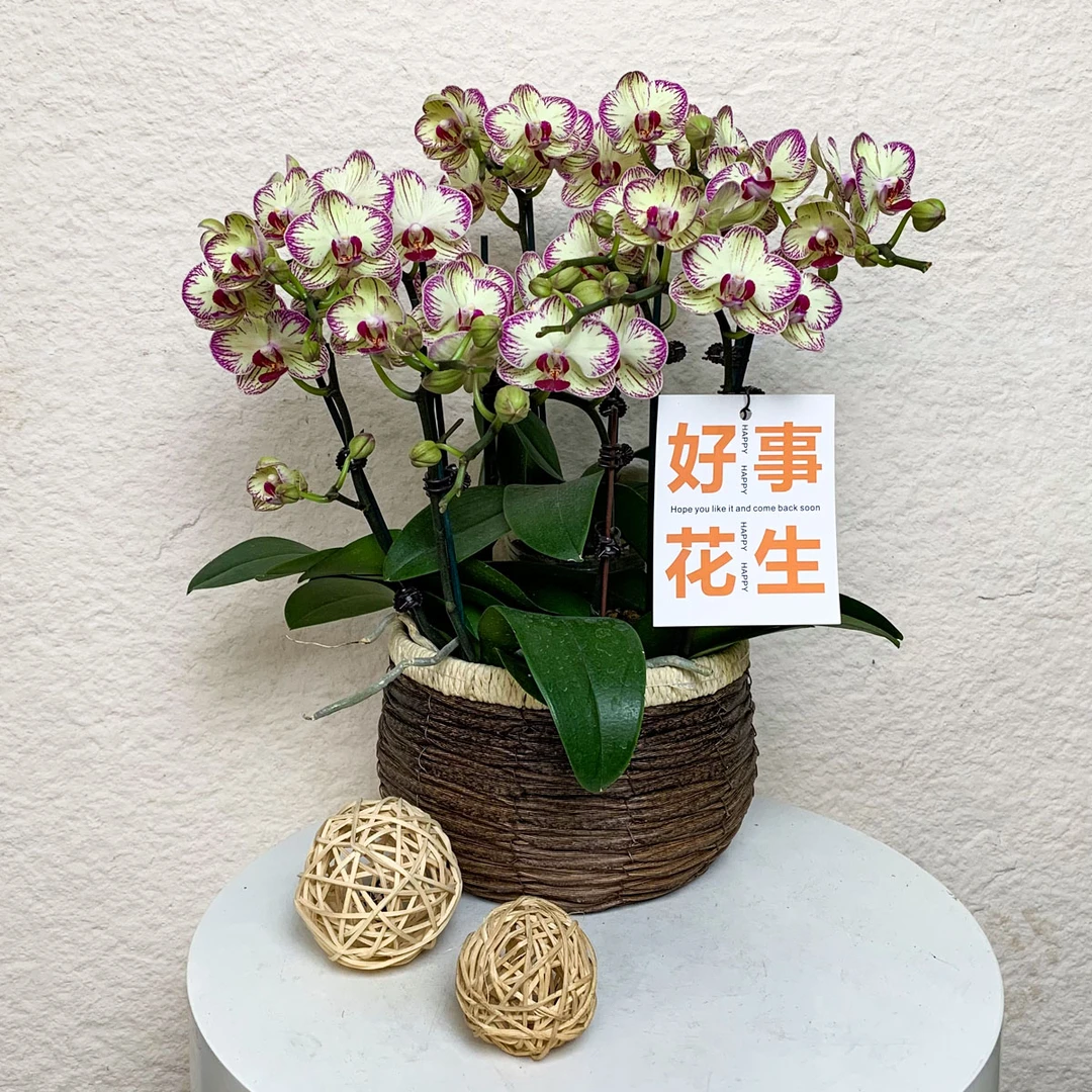 【彩妆佳丽】鲜花蝴蝶兰 多花色 带脉纹 高端桌面花卉盆栽