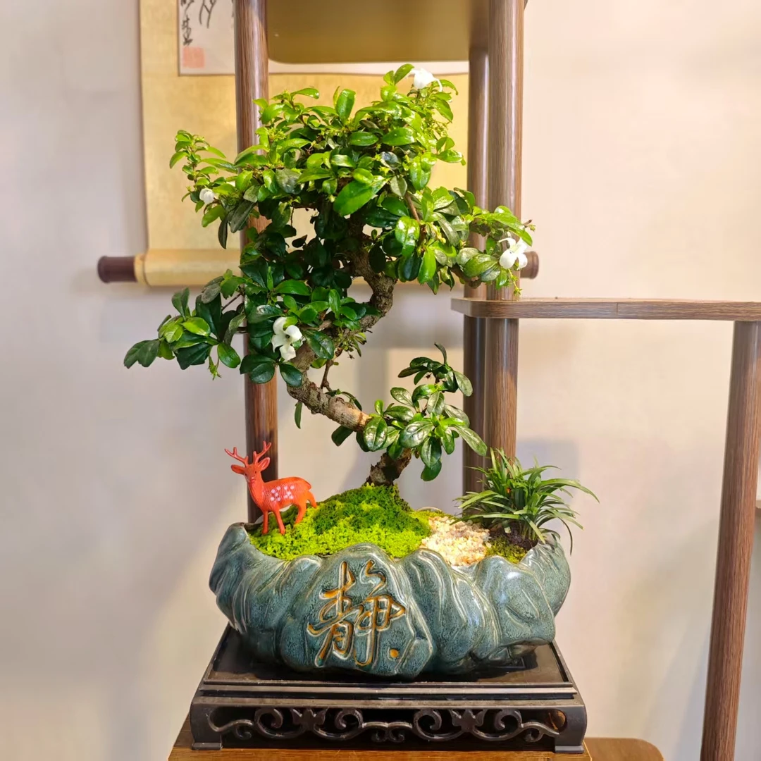 老桩游龙造型大叶福建茶高端盆景绿植盆栽好养易活抗旱耐热会开花