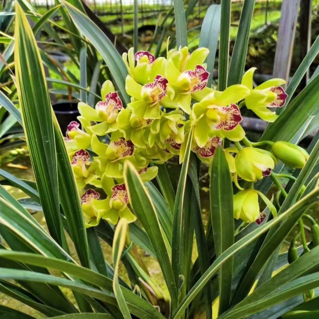 【绿宝石】5花剑起大花蕙兰盆栽带花苞室内好养观花绿植