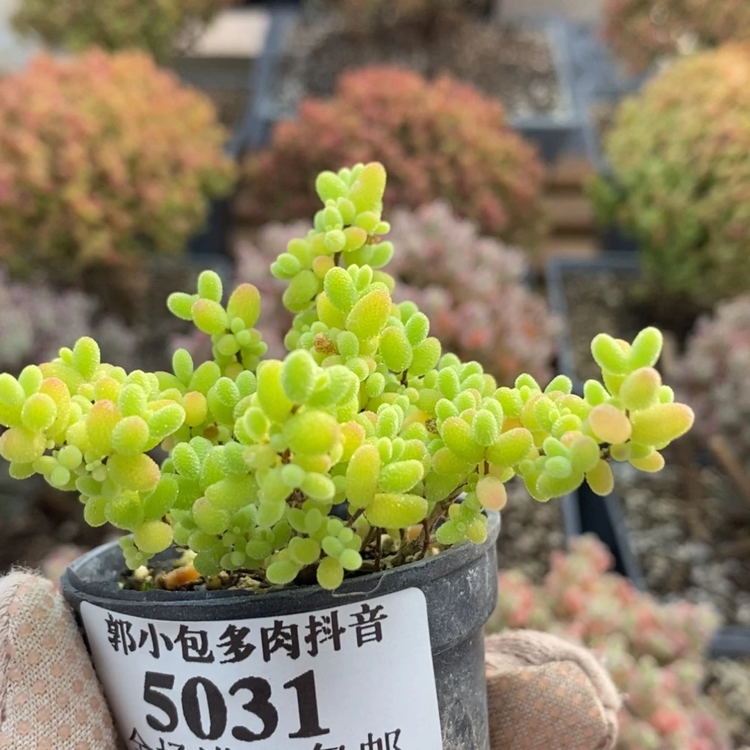 蜜橘糖球5031枝干番杏