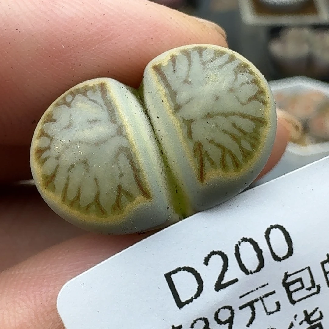 200多肉哈哈哈哈哈哈哈