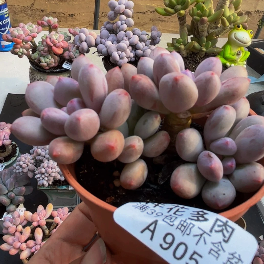 905/8cm仙子奶多肉植物