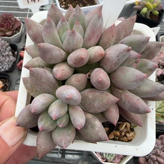 61所罗门多肉植物多