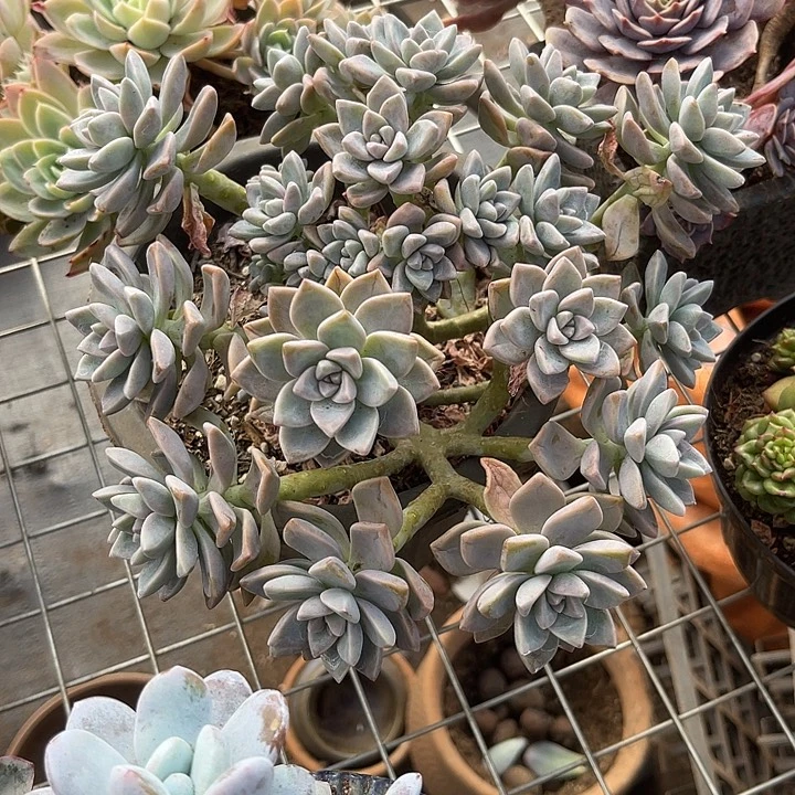 两单包邮，一物一拍淡雪