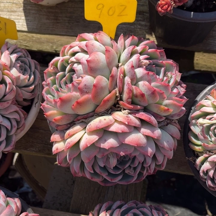 侧影多肉植物902