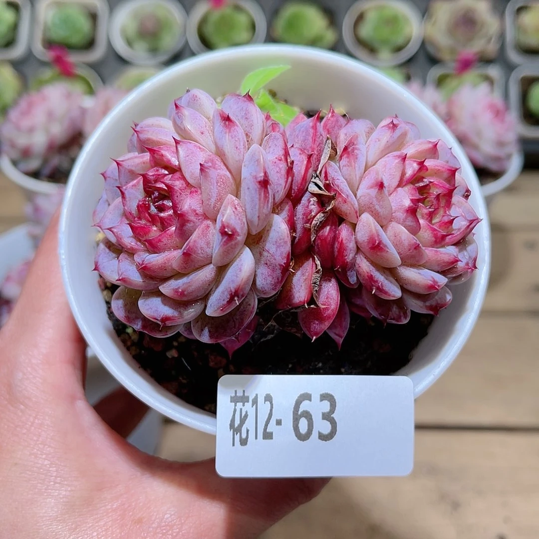 花利美12-63天鹅绒