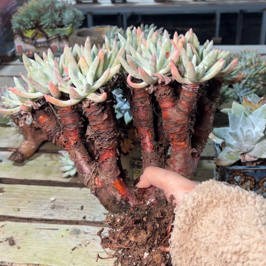 4375文森特哈哈哈哈哈哈