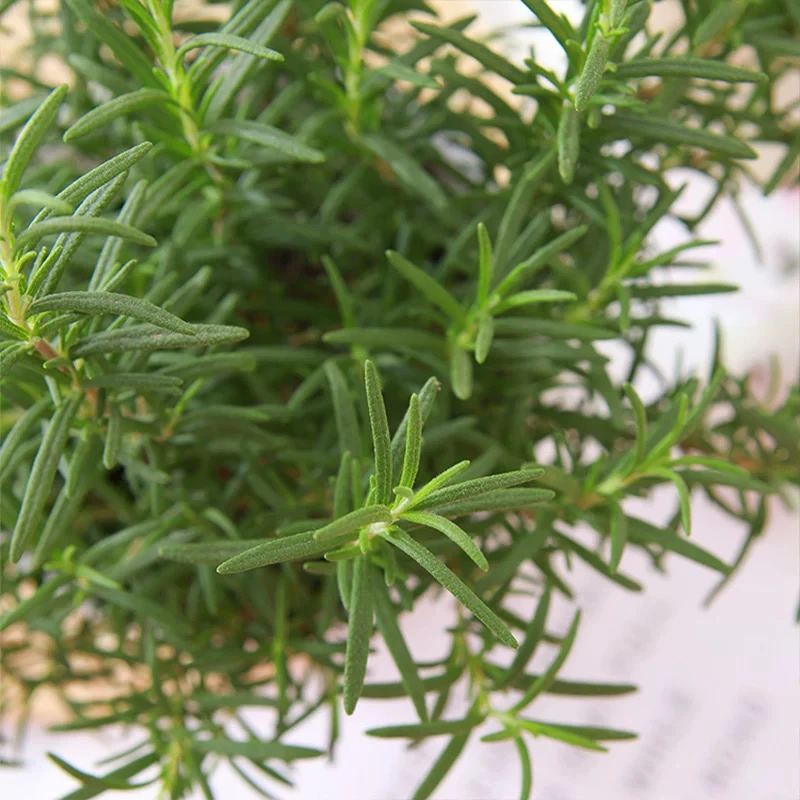 【迷迭香】一加仑盆大苗驱蚊提神可食用盆栽