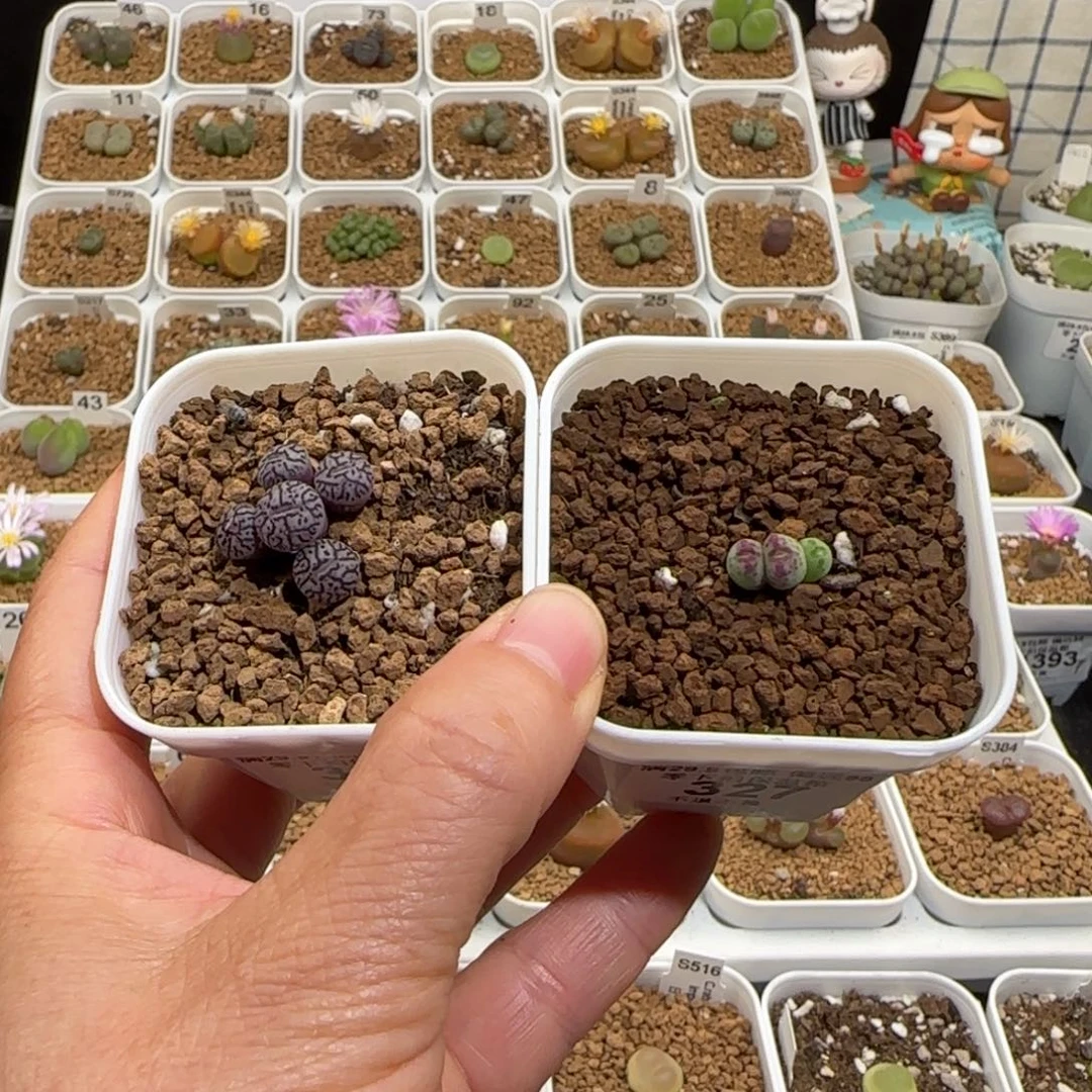 豆***了肉锥多肉植物组合-369