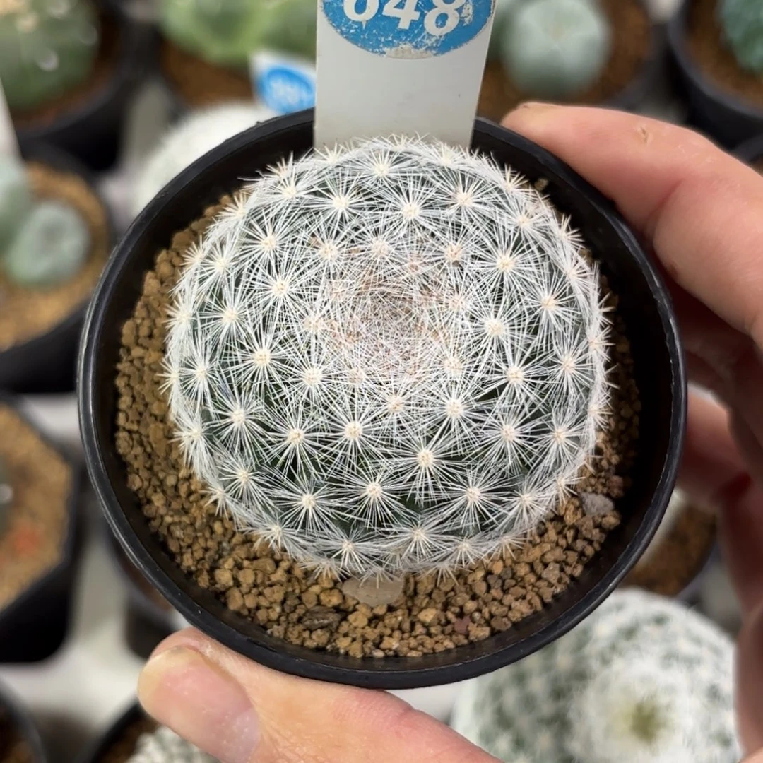 648实生满月带盆带土