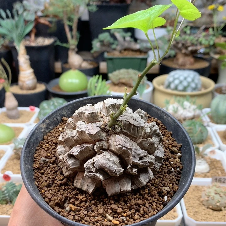 南非龟甲龙带盆6.8cm