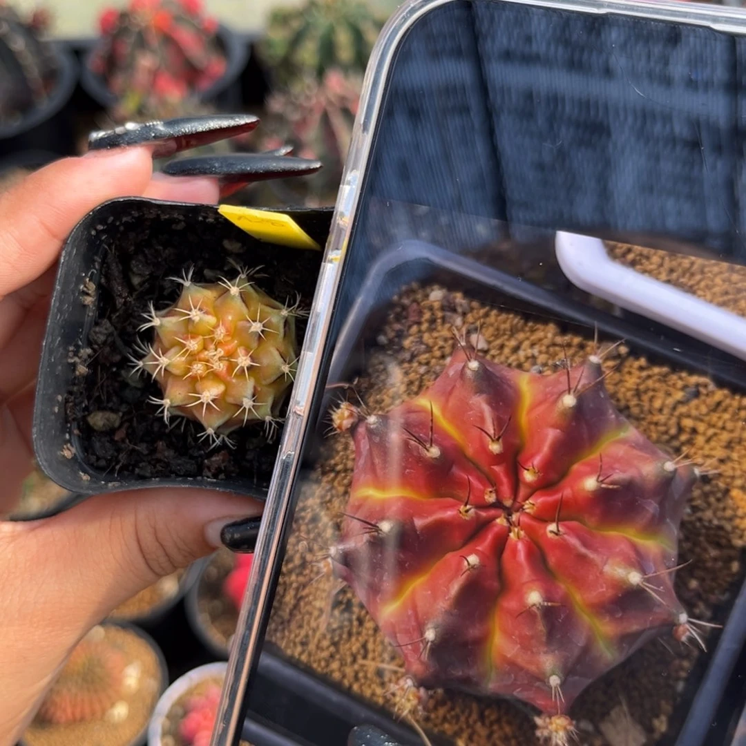 A28 绿魔 侧 带盆土福利