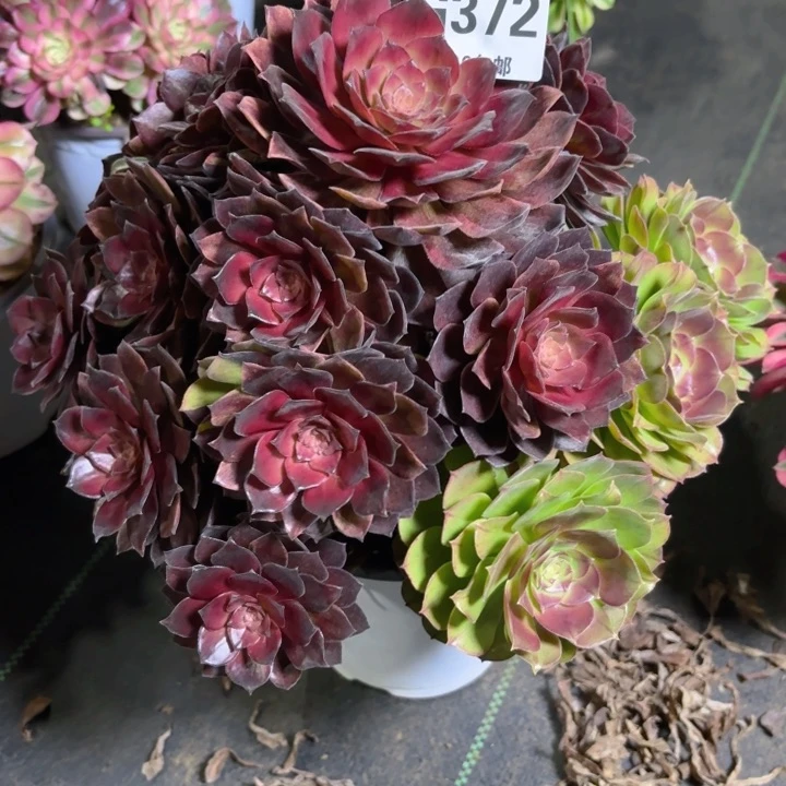 瑞妈园艺。01.27.372