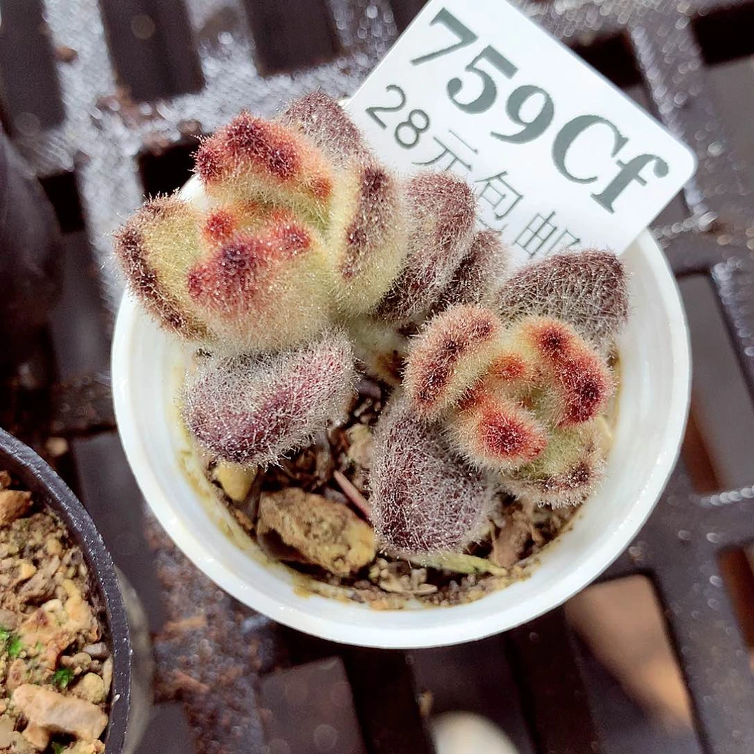 5厘米盆精控多肉759