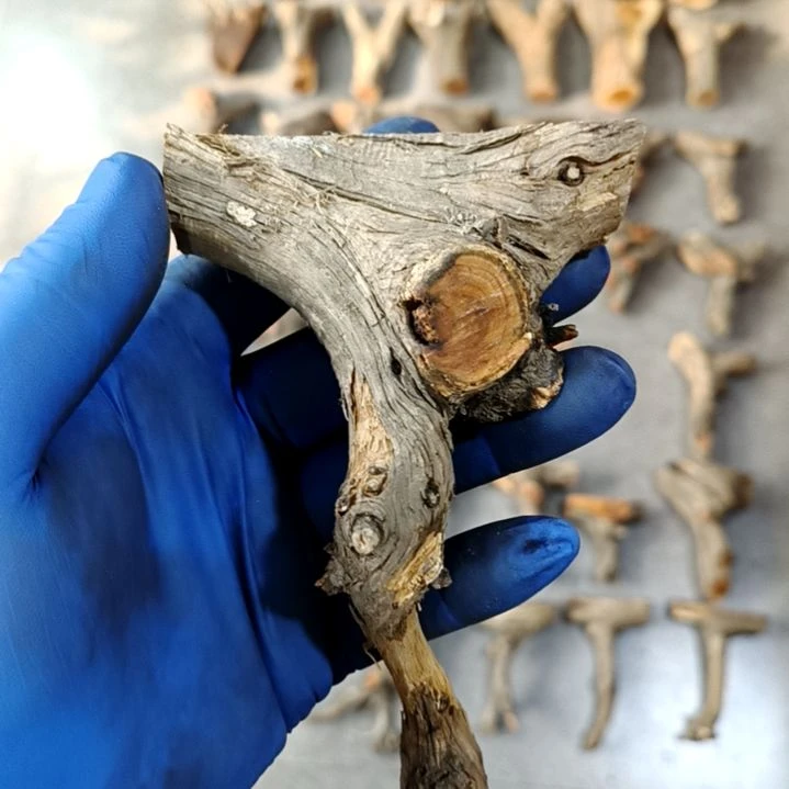 崖柏随行毛料毛料毛料毛料毛料