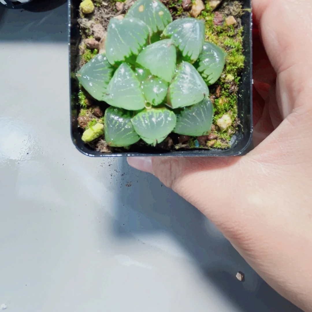 糯米玉露多肉植物