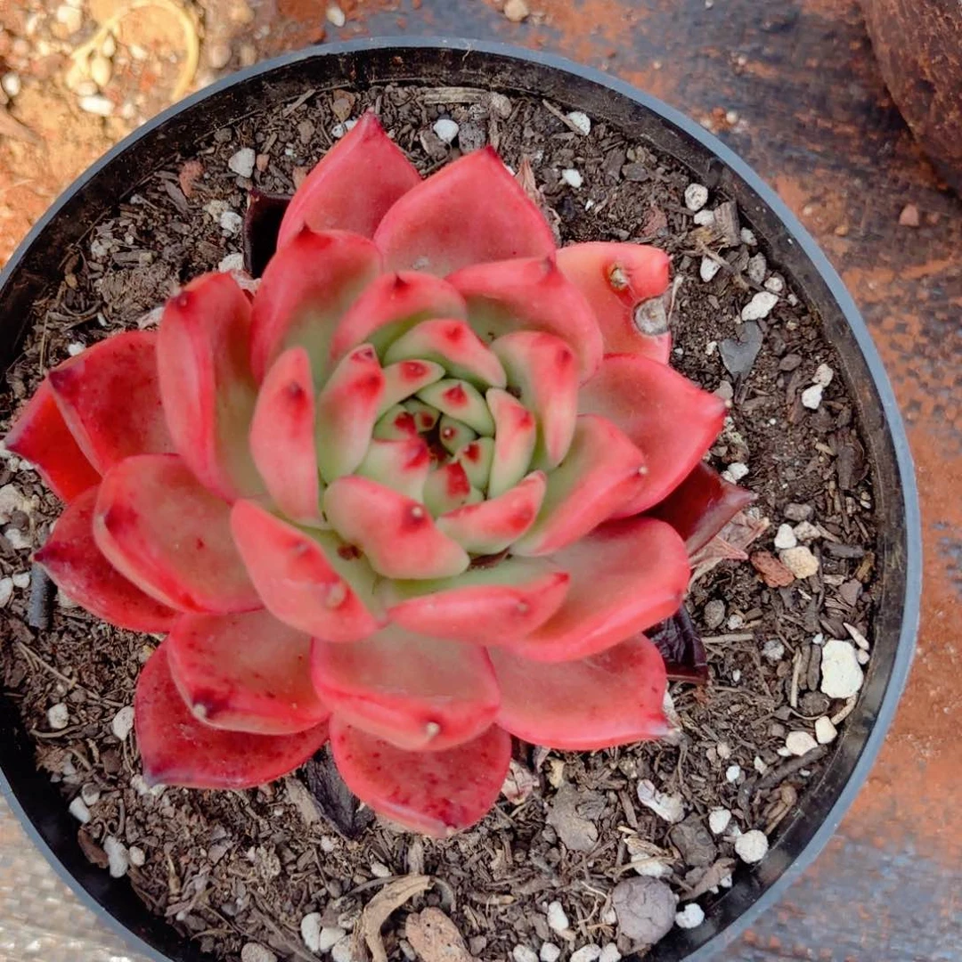 红钻。     9.9。