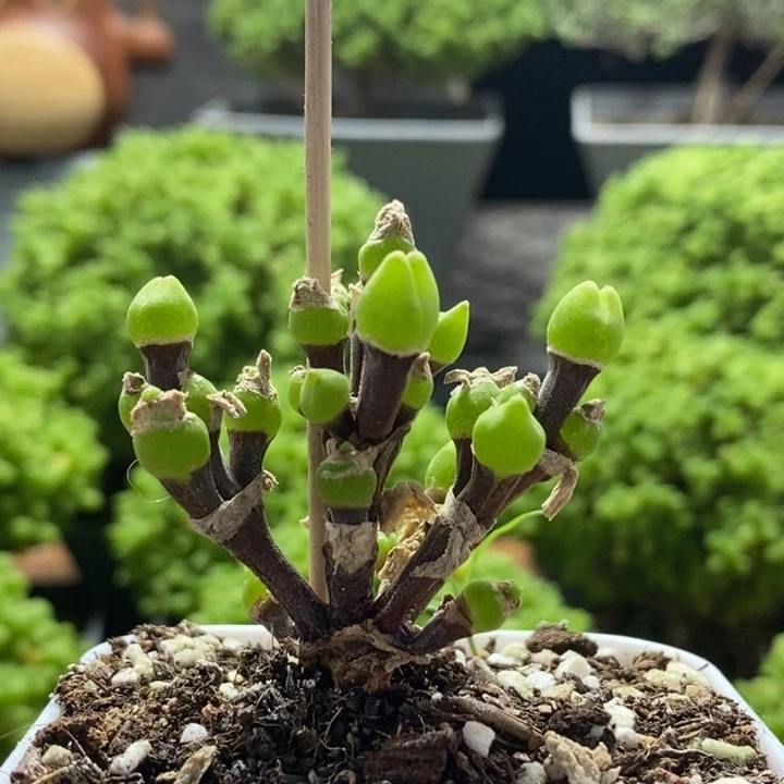 枝干兔子8160枝干番杏