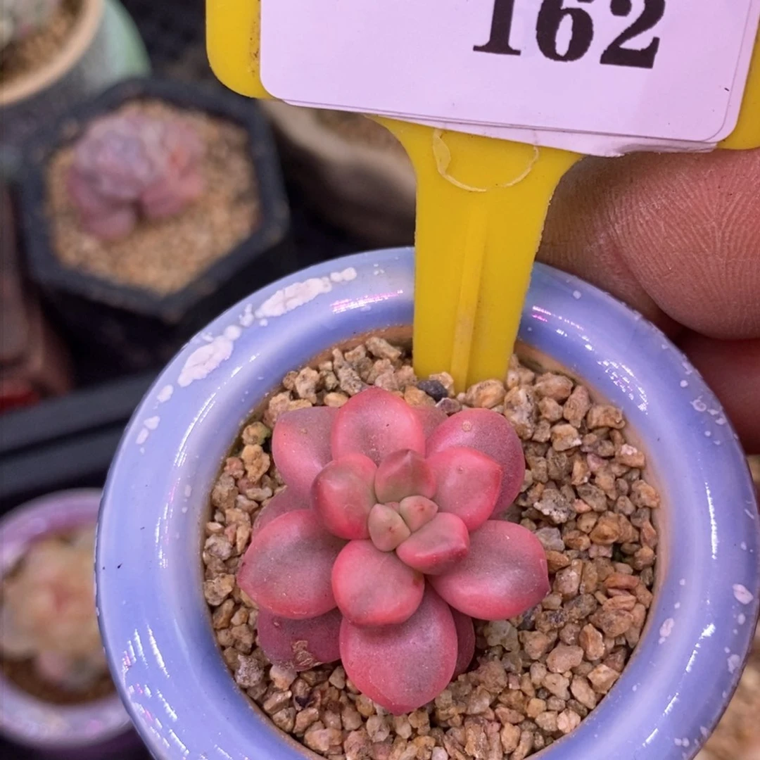 1162黑莓富轮锦多肉