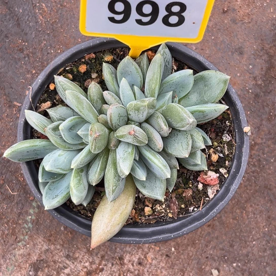 多肉植物红蛋群998