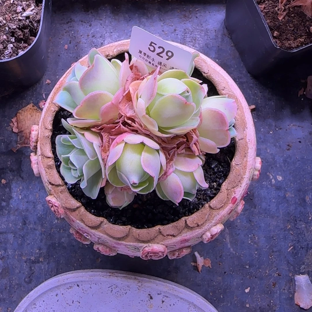 喝***姐半城玫瑰烟雨529开播福利