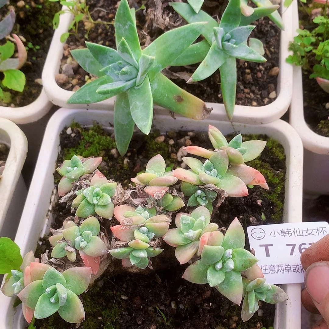 767瑕疵刘丹白菊多肉