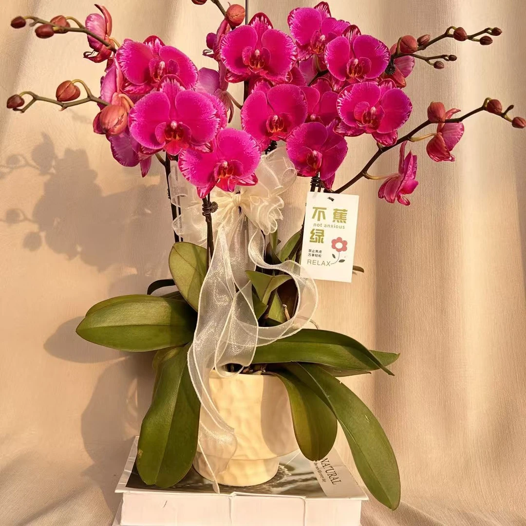 [双星光芒]蝴蝶兰 稀有欧品紫红色系 送人送礼佳品