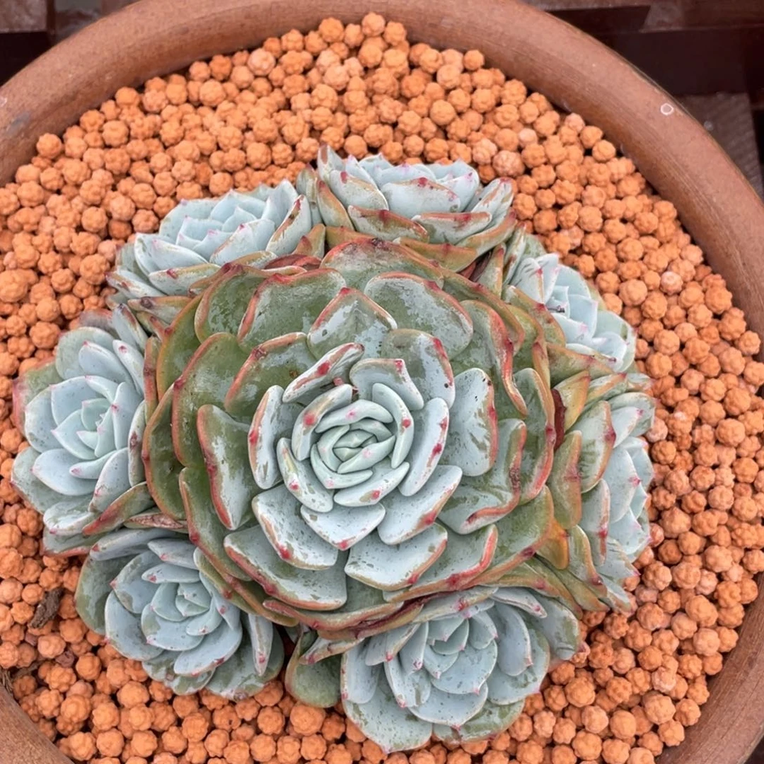 勃朗峰群生手捧无砍