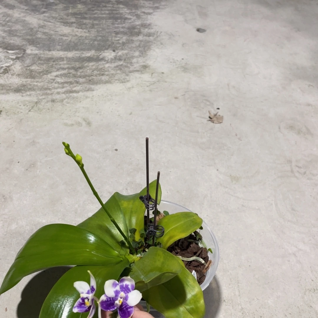 大****无花朵蝴蝶兰原生3482