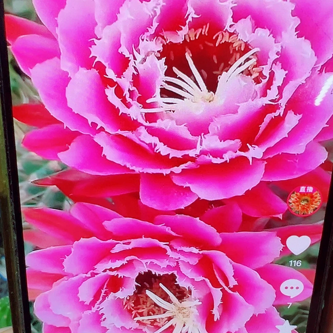 毛花柱 冠军仙女 侧芽 满20包邮