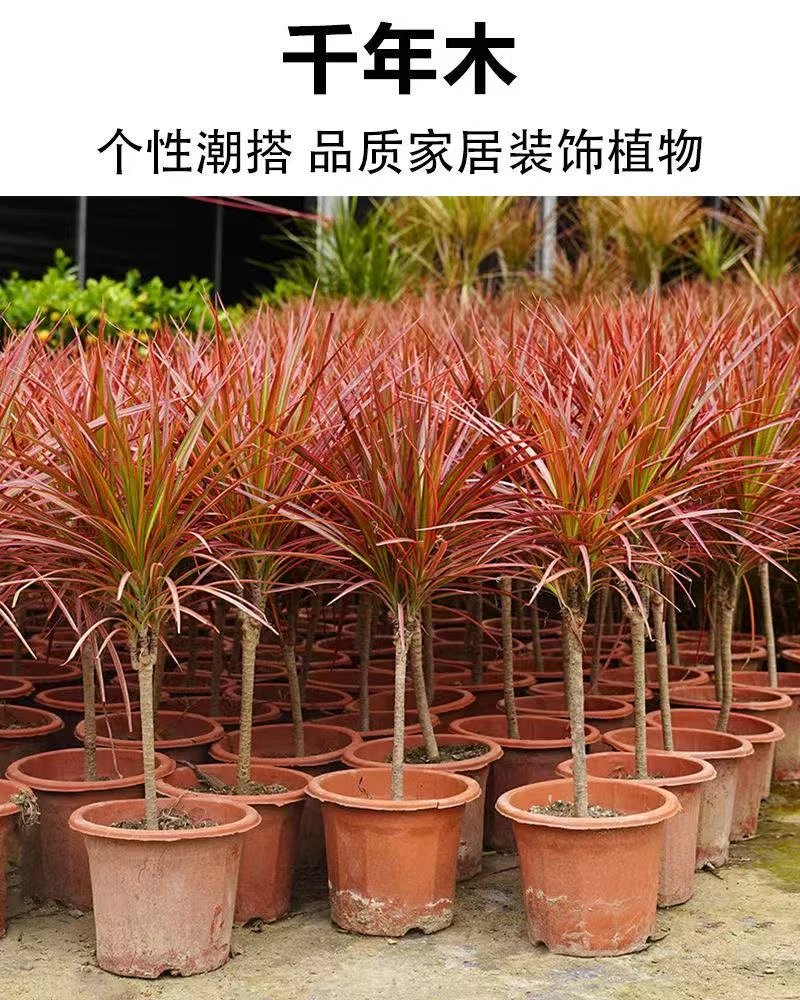 千年木绿植盆栽室内室外办公室阳台耐旱植物