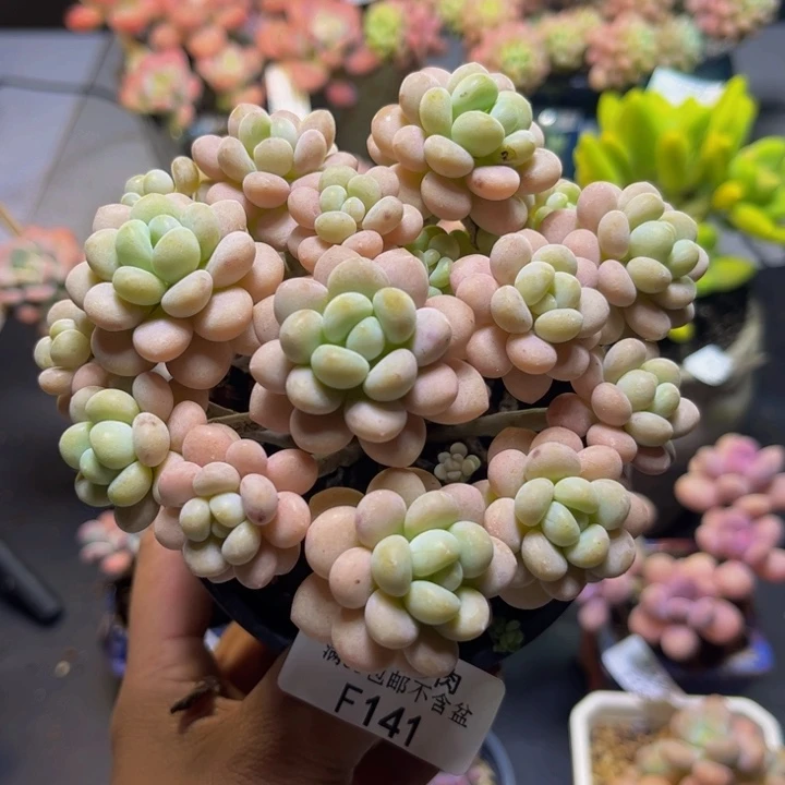 洛可可141/10cm多肉