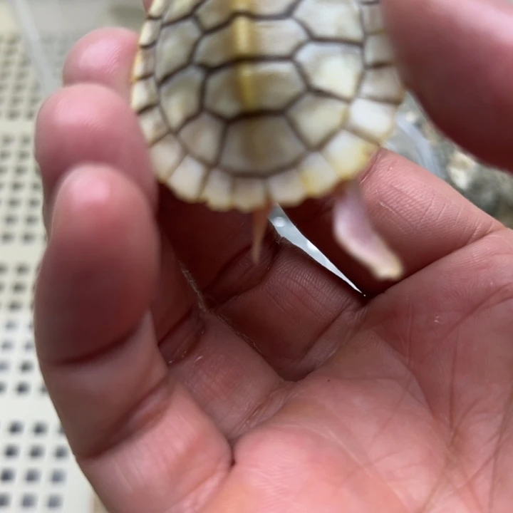 绿毛龟不分公母88889989“oo