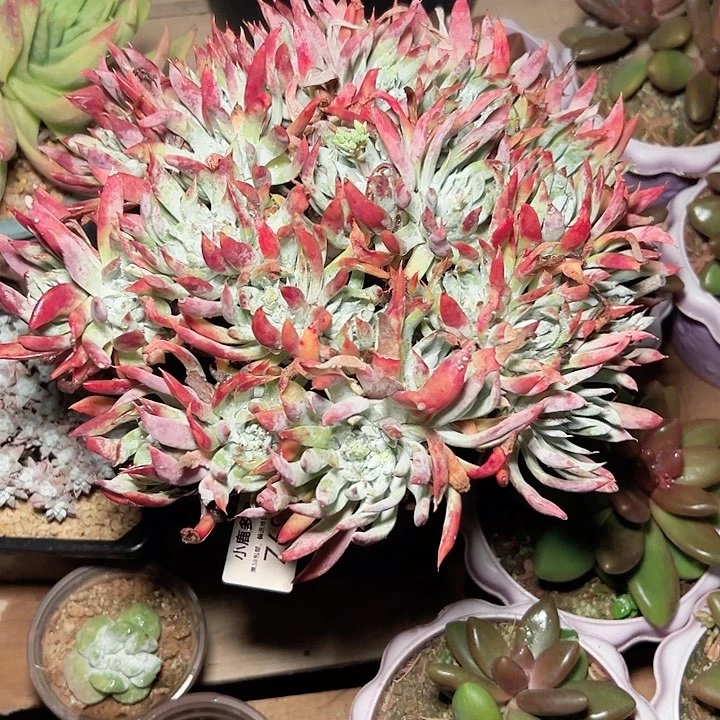 小鹿多肉一物一拍685