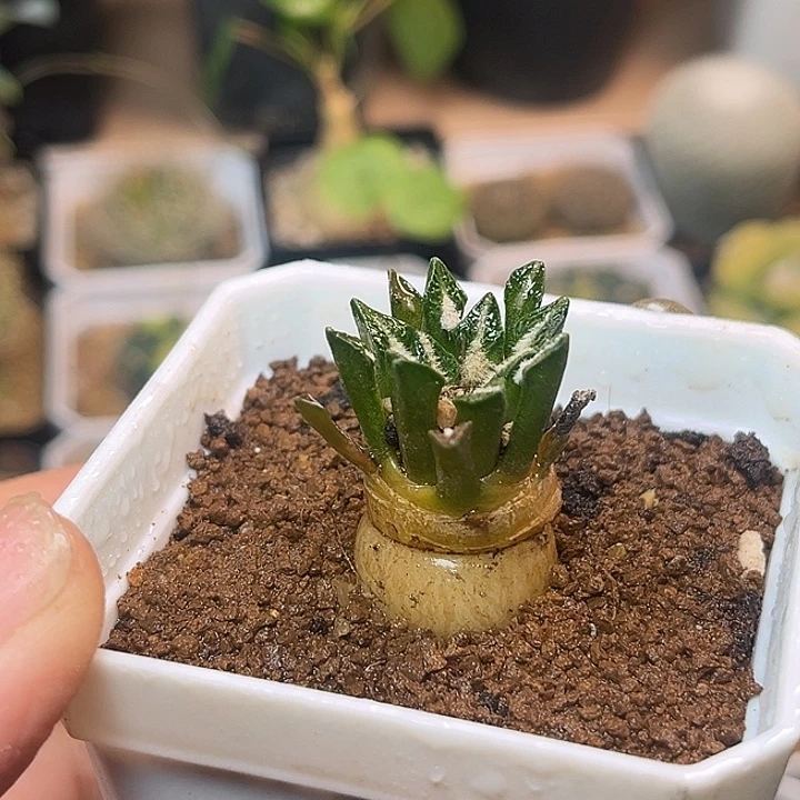 无花朵粗萝卜根黑牡丹实生